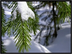 Zima, Śnieg, Choinka, Gałązki